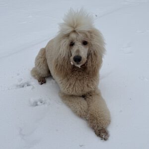 Großpudelhündin im Schnee